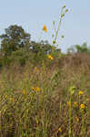 Prairie rosinweed